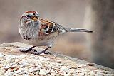 Sparrow On A Feeding Table_DSCF00220